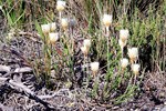 Kapstadt: Wanderung auf dem Tafelberg